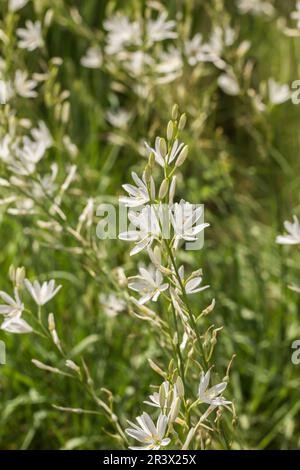 Anthericum liliago, comunemente conosciuto come il St Il giglio di Bernardo, San Bernards giglio Foto Stock