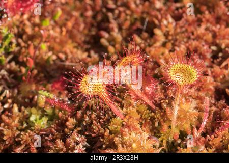 Drosera rotundifolia, conosciuta come la rugiada comune, la rugiada a foglie rotonde, Germania Foto Stock