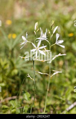 Anthericum liliago, comunemente conosciuto come il St Il giglio di Bernardo, San Bernards giglio Foto Stock