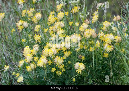 Antyllis Vulneraria, noto come Kidney wetch, Woundwort, Common rene vetch Foto Stock