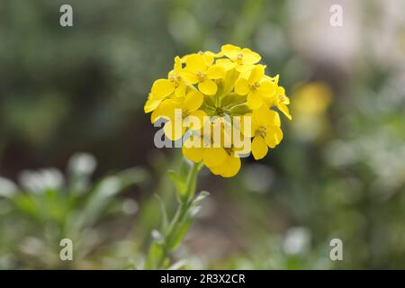 Alyssoides utriculata, Tinkerbells, noto come il greco Bladderpod Foto Stock