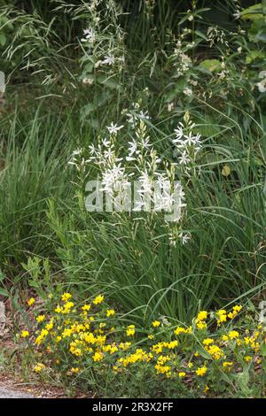 Anthericum liliago, comunemente conosciuto come il St Il giglio di Bernardo, San Bernards giglio Foto Stock