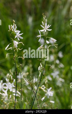 Anthericum liliago, comunemente conosciuto come il St Il giglio di Bernardo, San Bernards giglio Foto Stock