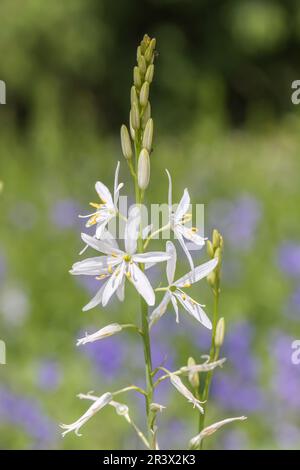 Anthericum liliago, comunemente conosciuto come il St Il giglio di Bernardo, San Bernards giglio Foto Stock