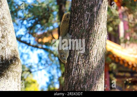 Cose da vedere a Hainan Foto Stock