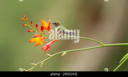 ripresa di un colibrì di vulcano femminile seduto e nutrito su un fiore d'arancio in un giardino in costa rica Foto Stock