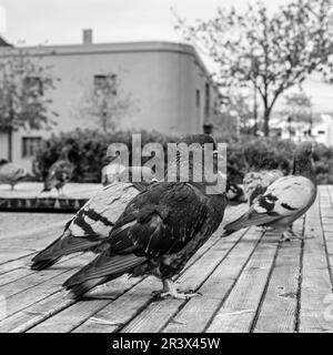 Sandnes, Norvegia, 18 2023 maggio, Gruppo o gregge di piccioni selvatici sul lungomare di Sandnes Harbour senza persone Foto Stock