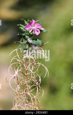 Epilobium angustifolium, conosciuto come l'erba di fuoco, l'erba di Willow, Rosebay Willowherb, Blooming sally Foto Stock