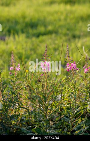 Epilobium angustifolium, conosciuto come l'erba di fuoco, l'erba di Willow, Rosebay Willowherb, Blooming sally Foto Stock