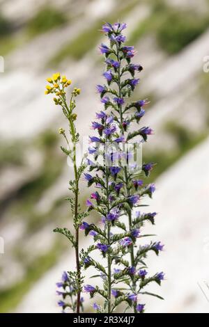 Echium vulgare, conosciuto come Vipers Bugloss e Blueweed Foto Stock