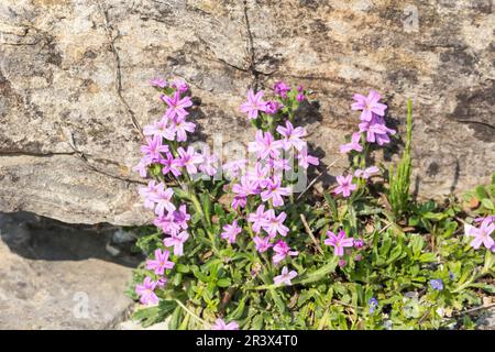 Erinus alpinus, conosciuto come fata, stella di fiore, balsamo alpino, balsamo fegato Foto Stock