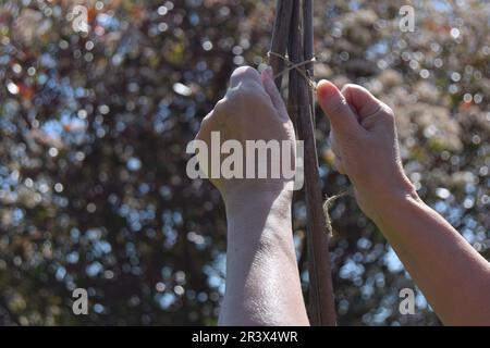 Una donna bianca lega il filo marrone intorno ai pali di bambù per generare un wigwam per i piselli dolci per arrampicarsi in un giardino nel nord dell'Inghilterra. Foto Stock