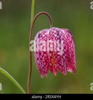Fritillaria meleagris, conosciuto come fritillario di serpente, testa di serpente, fiore di scacchi, campana di Lazzaro Foto Stock