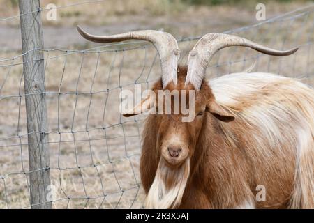 Golden Guernsey Goat a Baylham House Rare Breeds Farm, Suffolk, Regno Unito Foto Stock
