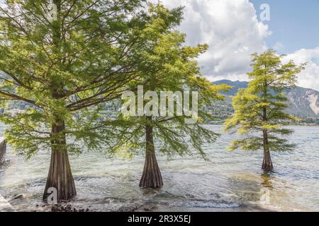 Taxodium ascende, sin. Taxodium distichum, cipresso di laghetto, cipresso di golfo, cipresso di palude, baldcipresso Foto Stock