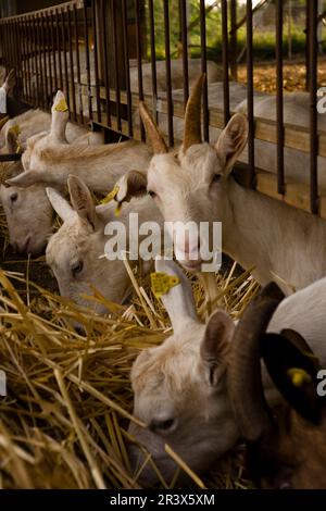 Granja de cabras y ovejas può Caus .Santa Gertrudis de Fruitera.ibiza.Baleari.Spagna. Foto Stock