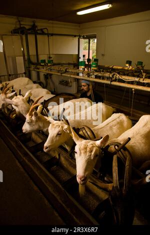 Granja de cabras y ovejas può Caus .Santa Gertrudis de Fruitera.ibiza.Baleari.Spagna. Foto Stock