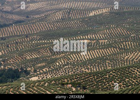 Jaen Olive Trees, Sierra de Cazorla Natural Park, Segura y Las Villas, Jaen, Andalucia, Spagna. Foto Stock