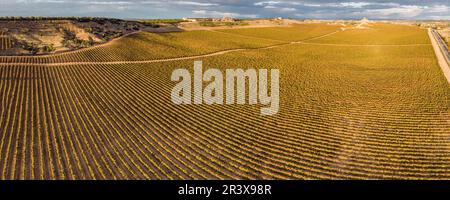 Campo vitigno, Aranda de Duero, provincia di Burgos, Spagna. Foto Stock
