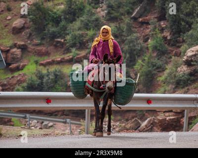 Donna berbera che guida un asino, Ait Blal, provincia azilica, catena montuosa dell'Atlante, marocco, africa. Foto Stock