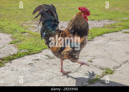 Orgoglioso gallo da passeggio. Verde sfondo erba Foto Stock