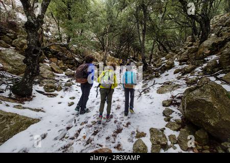 Escursionisti nella foresta di Son Palou, Valle d'Oriente, Bunyola, Maiorca, Isole Baleari, Spagna. Foto Stock