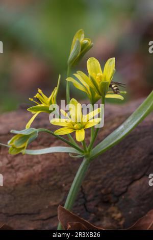 Gagea lutea, conosciuta come la stella gialla di Betlemme, Stella gialla di Betlemme Foto Stock