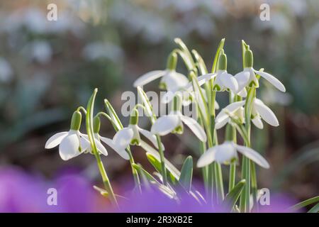 Galanthus nivalis, noto come Snowdrop o Snowdrop comune Foto Stock