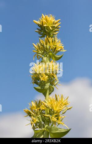 Gentiana lutea, conosciuta come il grande genziano giallo, genziano giallo, radice di bitter, Bitterwort Foto Stock