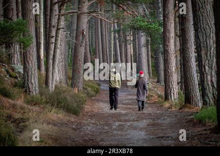 Pareja caminando en la senda, Bosque de Rothiemurchus, Loch un Eilein, Parque Nacional de Cairngorms, altopiani, Escocia, Reino Unido. Foto Stock