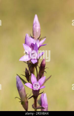 Gentianella germanica, comunemente nota come genziana tedesca, genziana di Chiltern Foto Stock