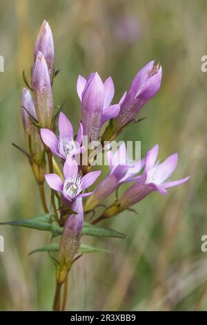 Gentianella germanica, comunemente nota come genziana tedesca, genziana di Chiltern Foto Stock