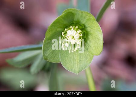 Helleborus niger, abbonamento. Occidentalis, ellebore verde Foto Stock