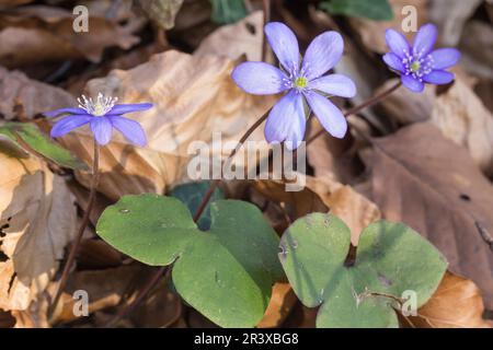 Hepatica nobilis, conosciuto come Kidneywort, Liverleaf, liverwort, Pennywort, Hepatica a foglie rotonde Foto Stock