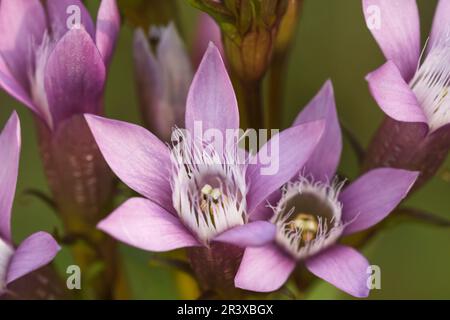 Gentianella germanica, comunemente conosciuta come il genziana del Chiltern Foto Stock