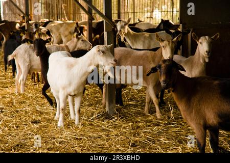 Granja de cabras y ovejas può Caus .Santa Gertrudis de Fruitera.ibiza.Baleari.Spagna. Foto Stock