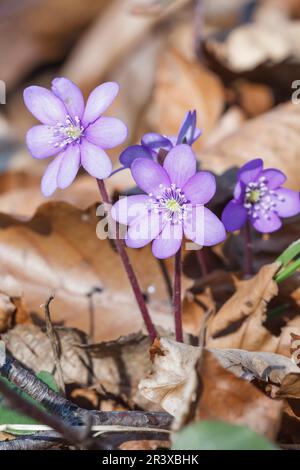 Hepatica nobilis, conosciuto come Kidneywort, Liverleaf, liverwort, Pennywort, Hepatica a foglie rotonde Foto Stock