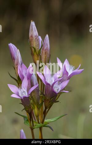 Gentianella germanica, comunemente nota come genziana tedesca, genziana di Chiltern Foto Stock