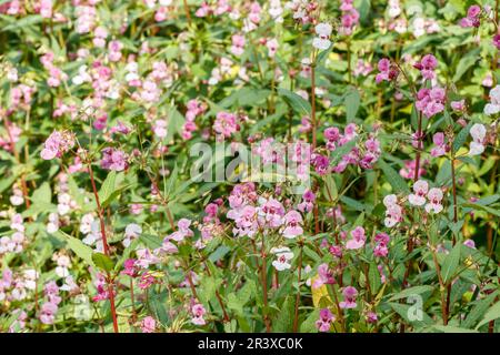 Impatiens glandulifera, conosciuto come caschetto di poliziotto, piani di Bobby, cime di rame, l'hatland di Gnome Foto Stock