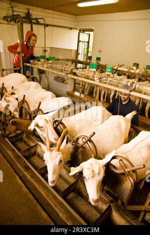 Granja de cabras y ovejas può Caus .Santa Gertrudis de Fruitera.ibiza.Baleari.Spagna. Foto Stock