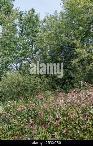 Impatiens glandulifera, conosciuto come caschetto di poliziotto, piani di Bobby, cime di rame, l'hatland di Gnome Foto Stock