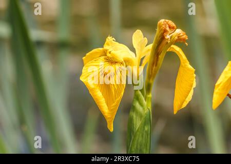 Iris pseudacorus, noto come bandiera gialla, Iris giallo, bandiera dell'acqua, leva Foto Stock