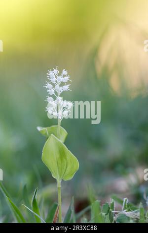 Maianthemum bifolium, conosciuto come giglio di maggio, giglio falso della valle, pennacchio di Salomone, giglio falso Foto Stock