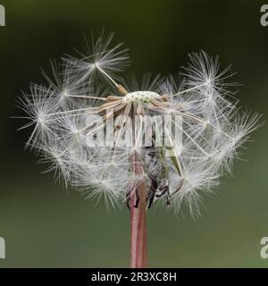 Dente di leone, testa di semi di dente di leone, palla di fuoco Foto Stock