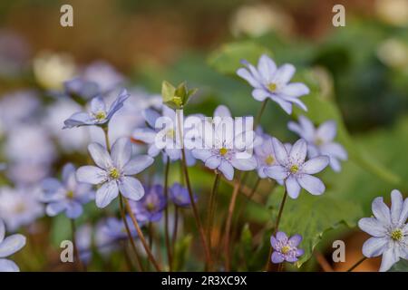 Hepatica nobilis, conosciuto come Kidneywort, Liverleaf, liverwort, Pennywort, Hepatica a foglie rotonde Foto Stock