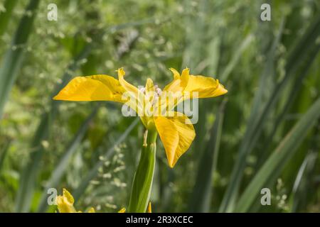 Iris pseudacorus, noto come bandiera gialla, Iris giallo, bandiera dell'acqua, leva Foto Stock