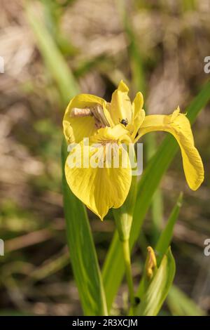 Iris pseudacorus, noto come bandiera gialla, Iris giallo, bandiera dell'acqua, leva Foto Stock