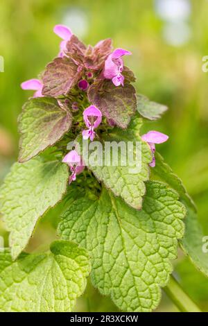 Purpurpurpureo di Lamium, conosciuto come arcangelo viola, deadortle viola, ortica rossa morta, arcangelo rosso Foto Stock