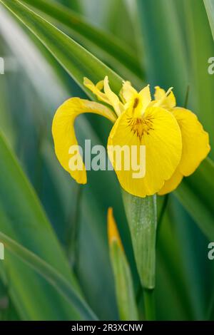 Iris pseudacorus, noto come bandiera gialla, Iris giallo, bandiera dell'acqua, leva Foto Stock