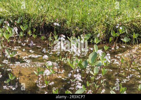 Menyanthes trifoliata, conosciuta come il trifoglio, il trifoglio di palude, bogbean Foto Stock